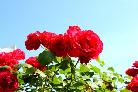 Roses for free photo
