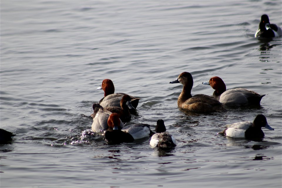 Fighing for Food Lake Andes National Wildlife Refuge South Dakota