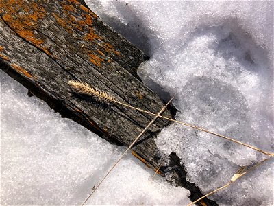 The Melt Reveals