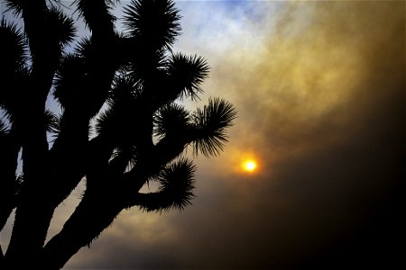 A Joshua tree against a sky filled with smoke from the Apple Fire photo