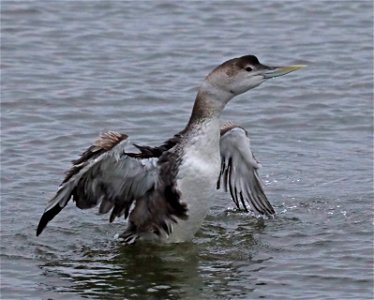 094 - YELLOW-BILLED LOON (10-23-2021) adult basic, crescent city harbor, del norte co, ca -09