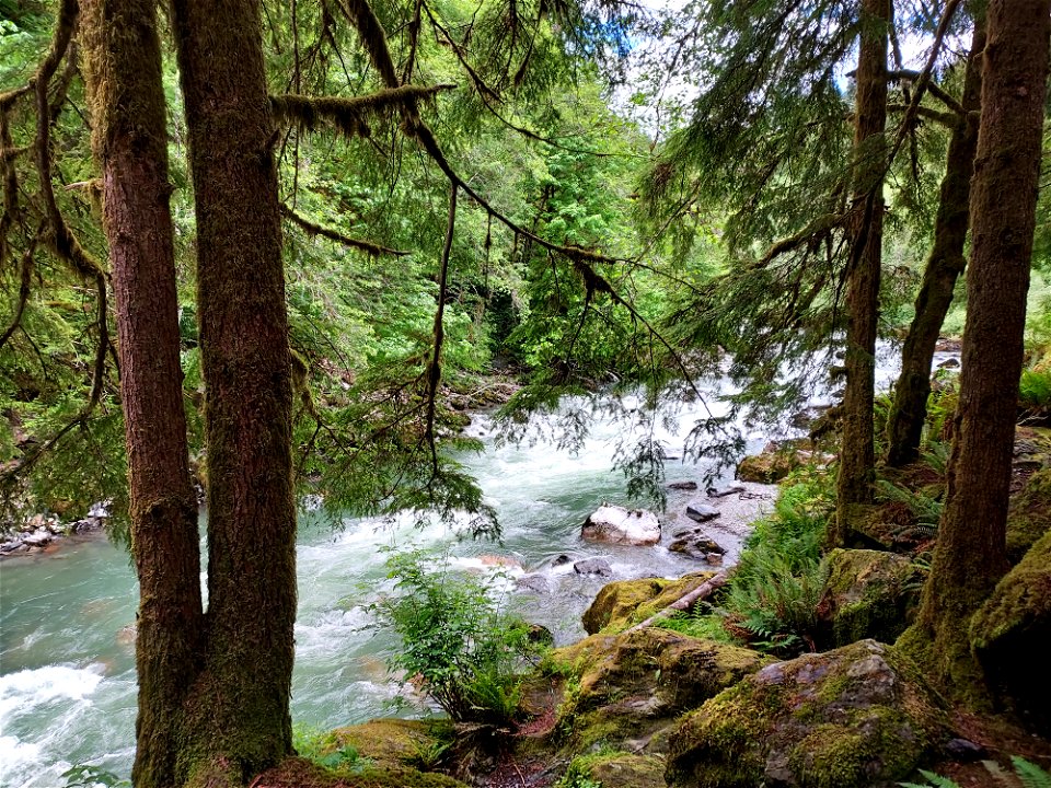 Stillaguamish River near Verlot, Mt. Baker-Snoqualmie National Forest. Photo by Anne Vassar June 9, 2021.