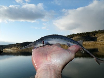 Stocking Pallid Sturgeon photo