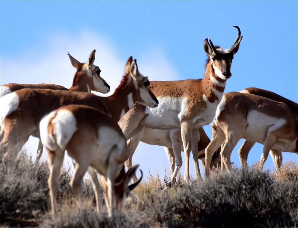 Pronghorn at Seedskadee National Wildlife Refuge