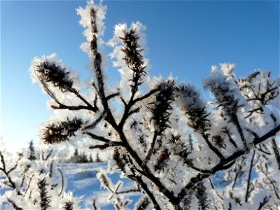 Ice crystals on willow photo