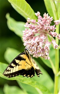 Eastern Tiger Swallowtail photo