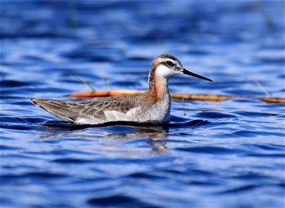 Wilson's phalarope at Seedskadee National Wildlife Refuge