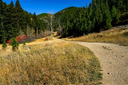 Trees and grasses along trail. photo