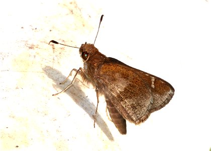 SKIPPER, OCHRACEOUS (Lerema ochrius) (02-25-2023) national buttrtfly center, palmview, hidalgo co, tx -03