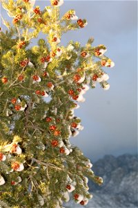 Sandia Ranger District photo