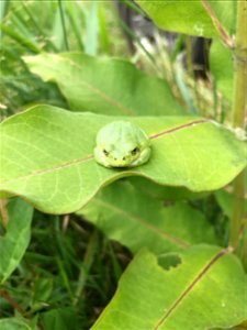 Treefrog on Common Milkweed