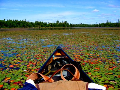 FS-Superior-AnnSchwallerUSFS Canoeing through lily pads photo