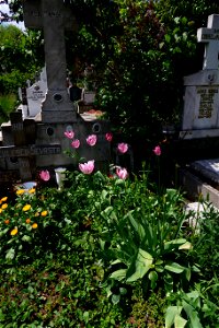 Sfanta-Vineri_cemtery- (4)