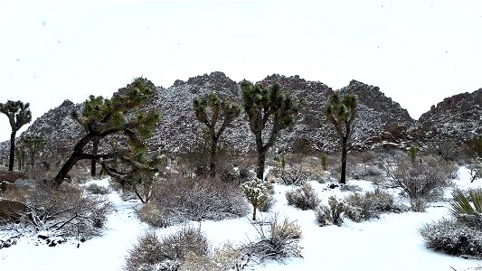 Snowy Peaks and Joshua Trees