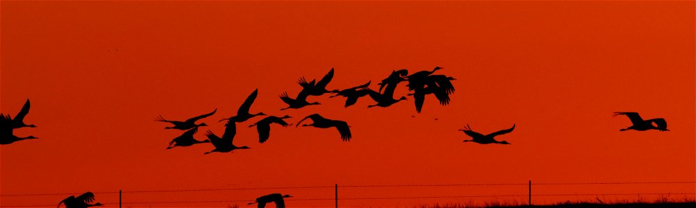 Sandhill Cranes at Sunset Huron Wetland Management District South Dakota