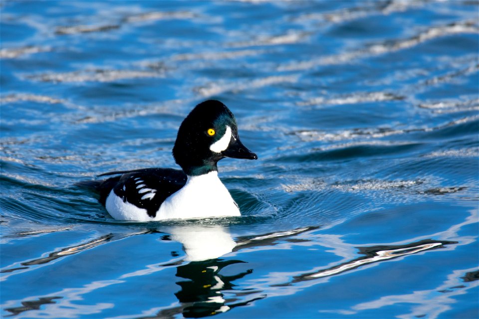 Barrow's Goldeneye on the National Elk Refuge