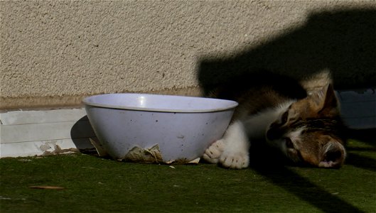independent-cats_2017_0624_082749(1)