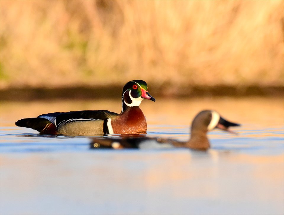 Wood duck at Seedskadee National Wildlife Refuge