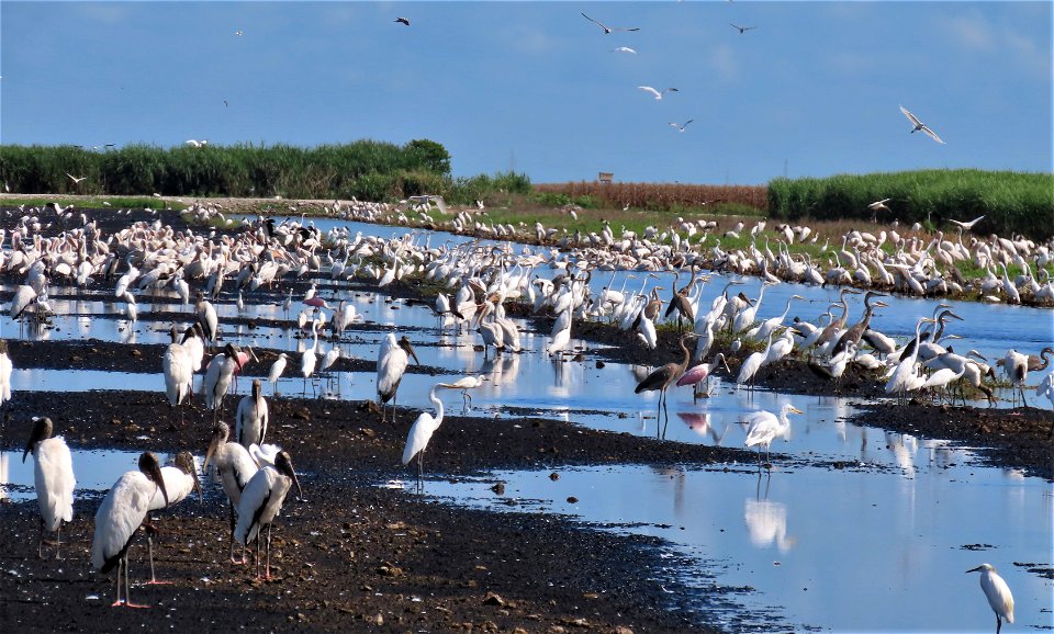 Masses of birds attracted to the flooded farmers fields.