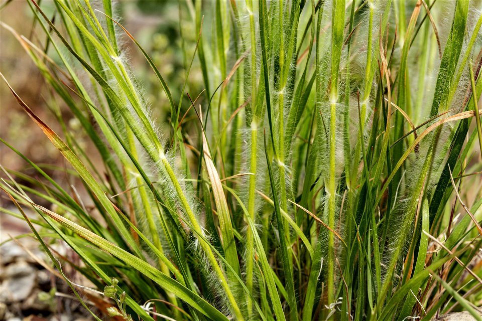 Danthonia unispicata