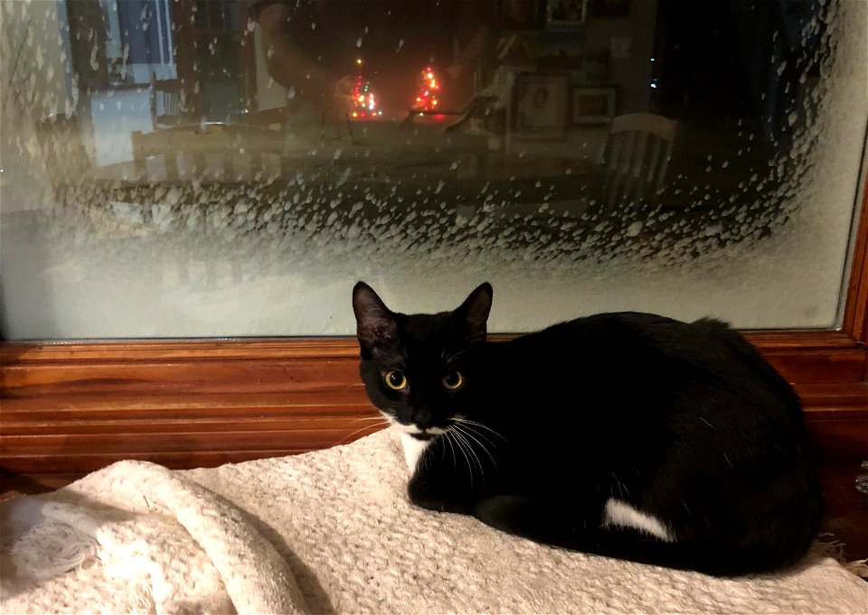 I'm Watching the Blizzard