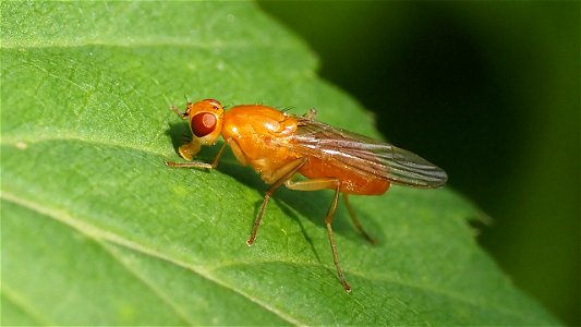 Psila fimetaria (Nacktfliegenart, Fam. Psilidae)