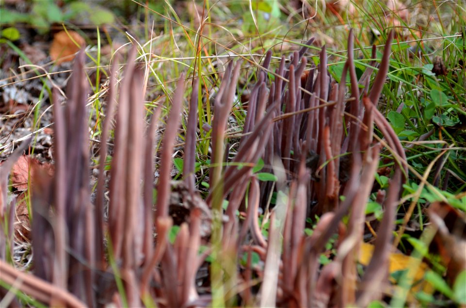 Dead man's fingers