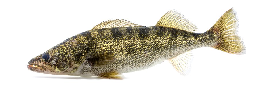 Walleye (Sander vitreus) photo