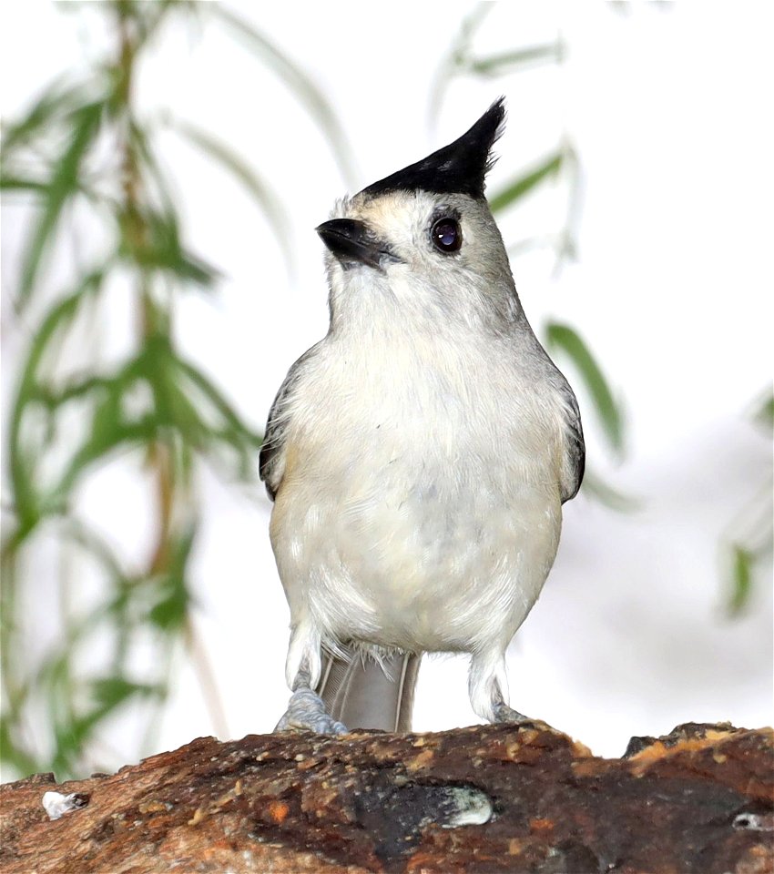 682 - BLACK-CRESTED TITMOUSE (11-24-2022) immature, americana rv park, palmview, tx -01