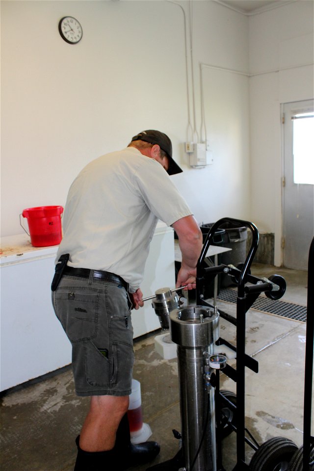 Sterilizing Rainbow Trout Eggs photo