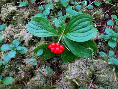 Bunchberries, Mt. Baker-Snoqualmie National Forest. Photo by Anne Vassar Aug. 10, 2021.