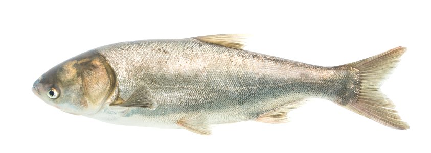 Silver Carp Adult (Hypophthalmichthys molitrix) photo