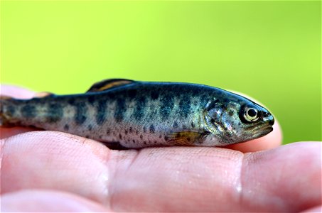 Young Rainbow Trout photo