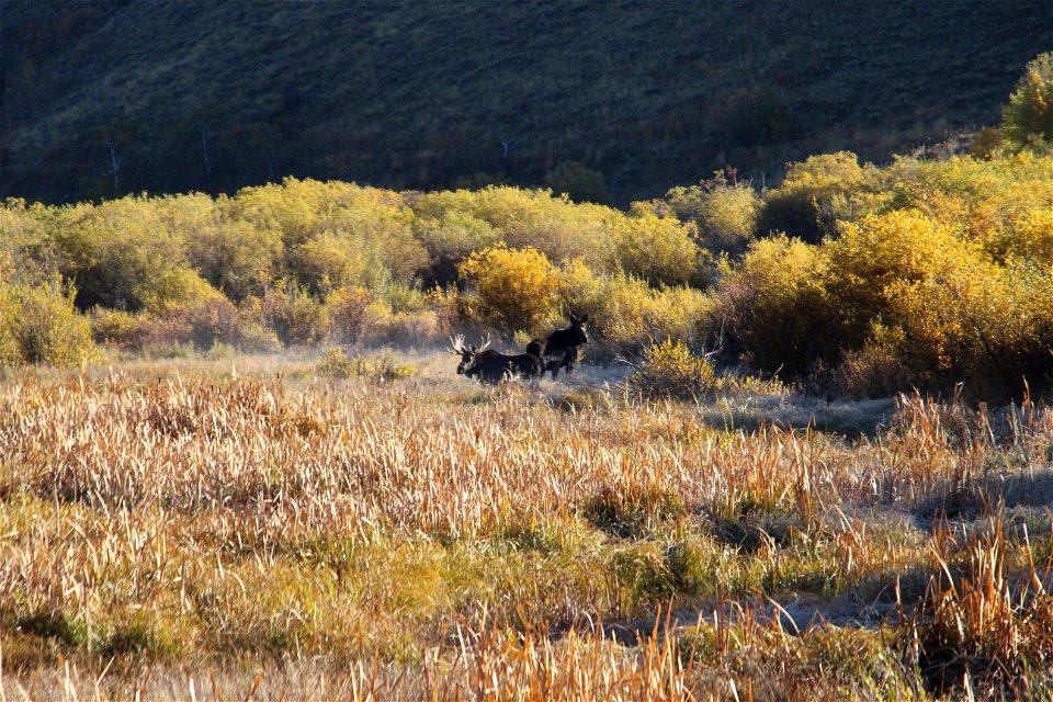 Moose in the willows
