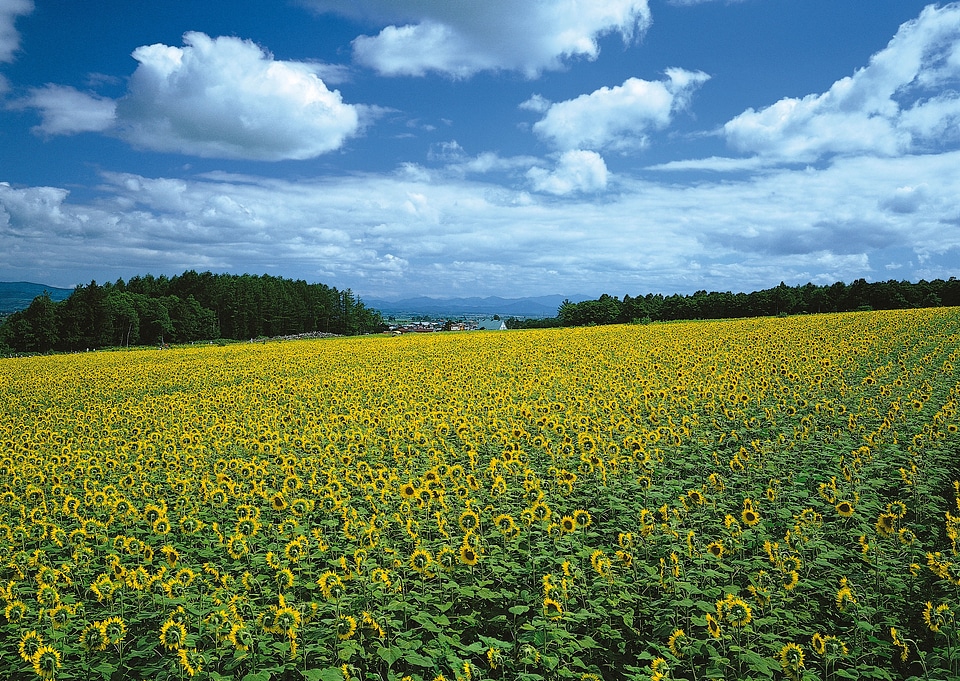 field of sunflowers and blue sun sky