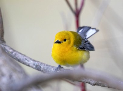 Prothonotary warbler photo