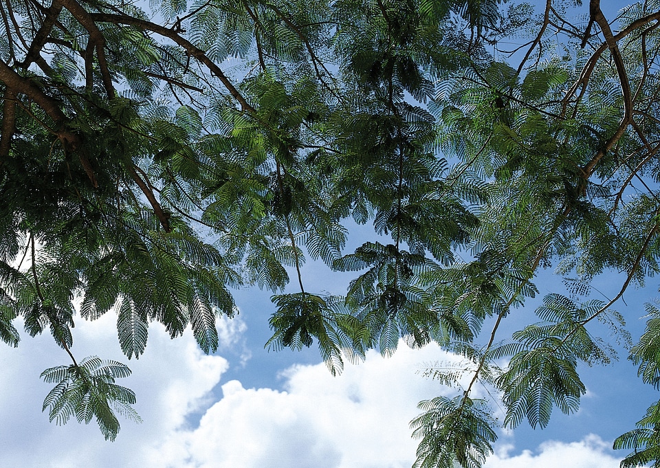 Tropical Background.