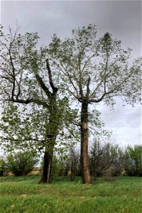 Dance of the Poplars