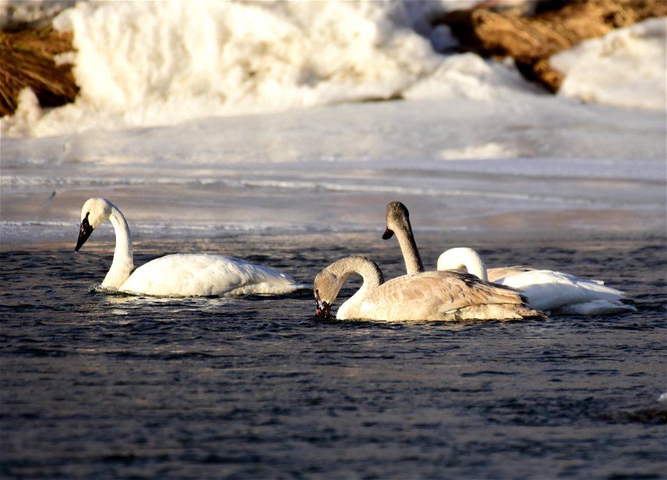 Trumpeter swans at Seedskadee National Wildlife Refuge