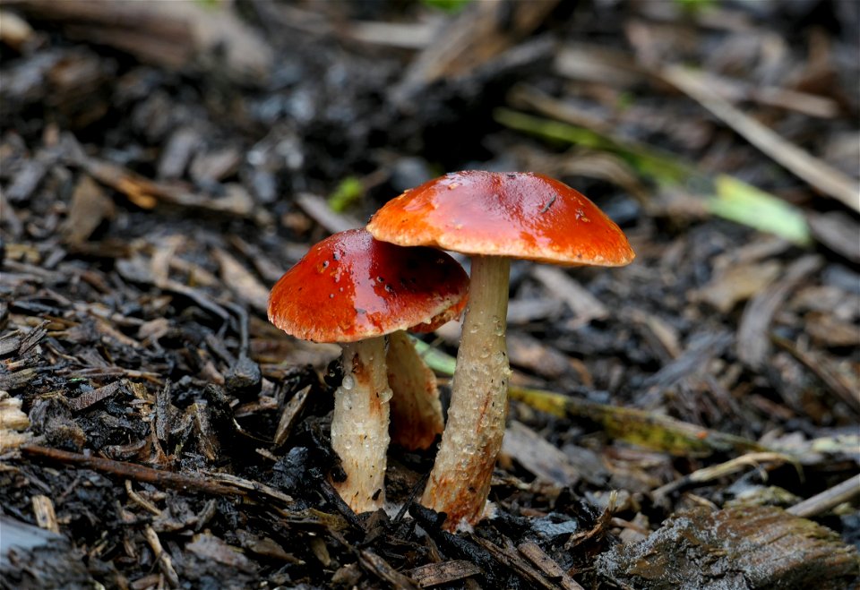 Leratiomyces ceres