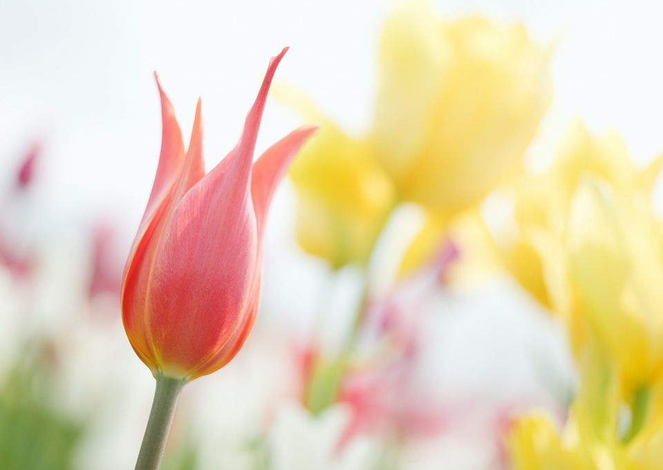 Pink tulip photographed with a selective focus