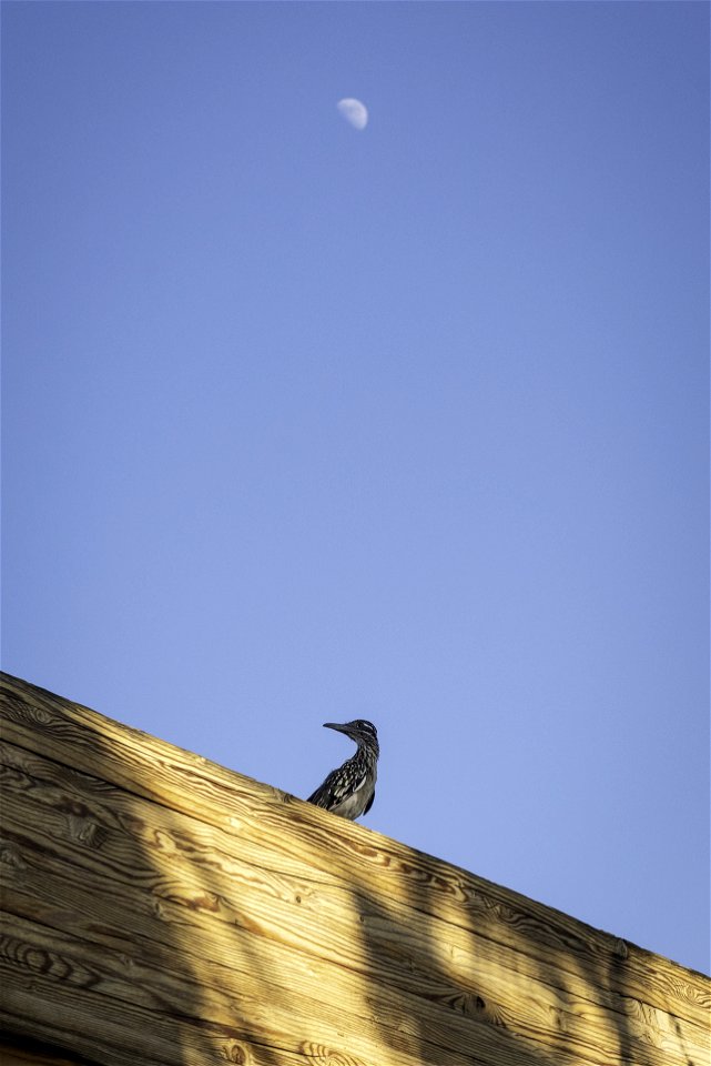 Greater roadrunner (Geococcyx californianus) photo