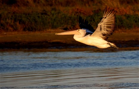 Australian pelican