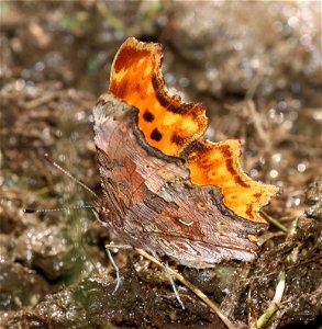 COMMA, HOARY (Polygonia gracilis)) (6-28-2021) 4900 ft, bear basin meadow, smith river nat rec area, del norte co, ca -05