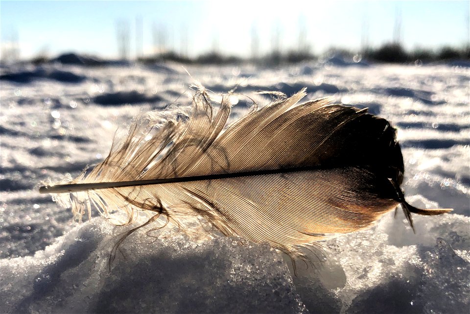 2023/365/39 One Feather Lighter