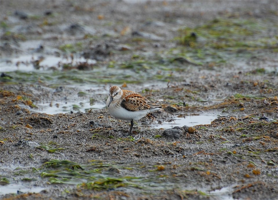 Juvenile Western Sandpiper photo