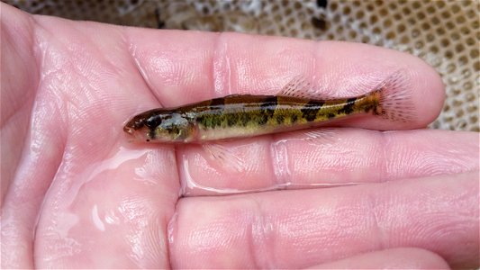 snail darter2_tva