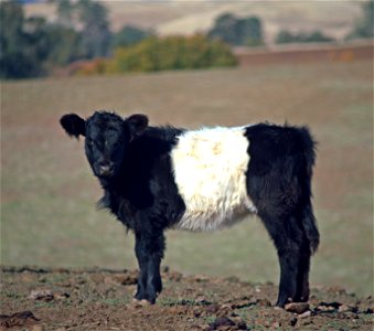 Where Oreos come from