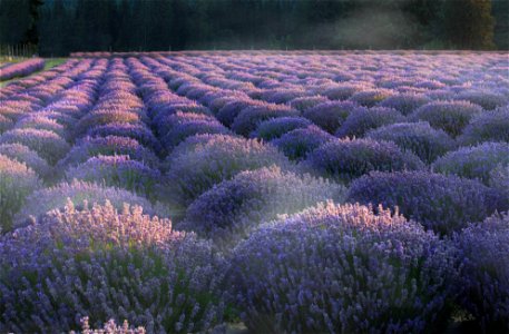 Morning mist on lavender.  Lavender Valley Farms, Oregon