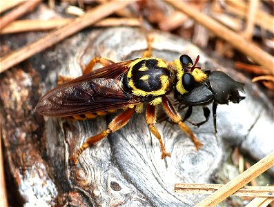 ROBBER FLY with PREY (05-23-2023) neusiok trail south from rte 101, craven co, nc (2)